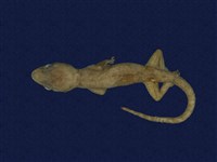 藏品(蝎虎)的圖片